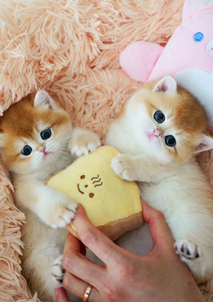 포트폴리오_모나미네코